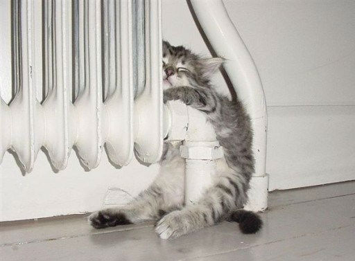 Gato-radiador
